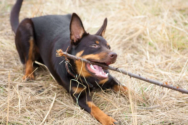 Een Jonge Hond Van Het Ras Australian Kelpie Speelt Het — Stockfoto