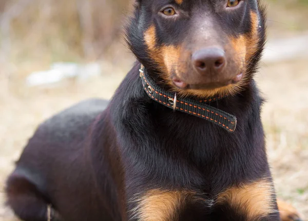 オーストラリアン ケルピー品種の若い犬が草の再生します — ストック写真