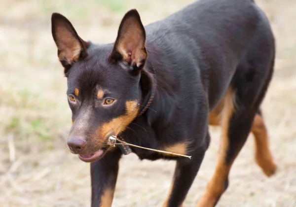 オーストラリアン ケルピー品種の若い犬が草の再生します — ストック写真