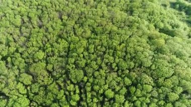 Ağaçlar üzerinde uçuş paramparça dağ