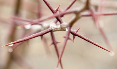 Bush dal erken baharda çok keskin dikenleri
