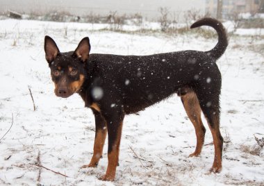 Avustralya ırklarının doğurmak genç bir köpek karda oynuyor