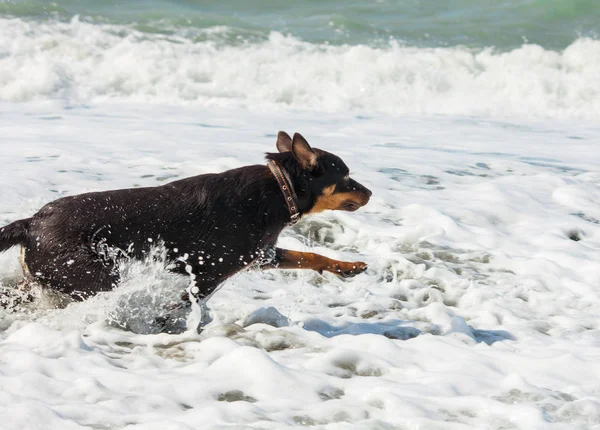 Sulla Spiaggia Vicino All Acqua Gioca Giovane Kelpie Australiano — Foto Stock