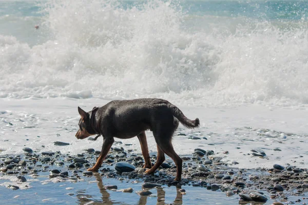 On the beach near the water plays a young Australian kelpie