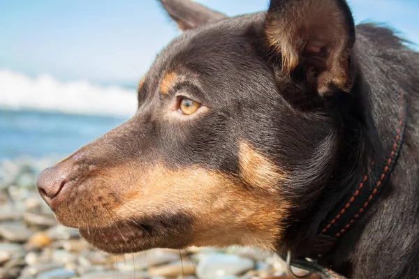 Sur Plage Près Eau Joue Jeune Kelpie Australien — Photo