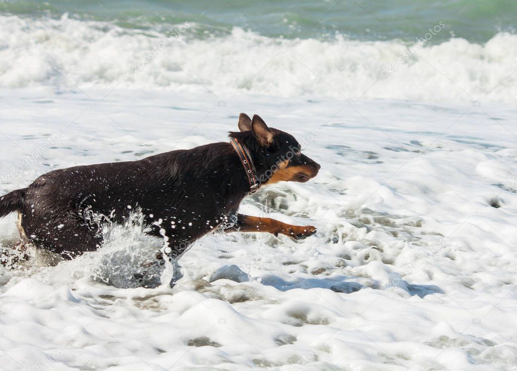 On the beach near the water plays a young Australian kelpie