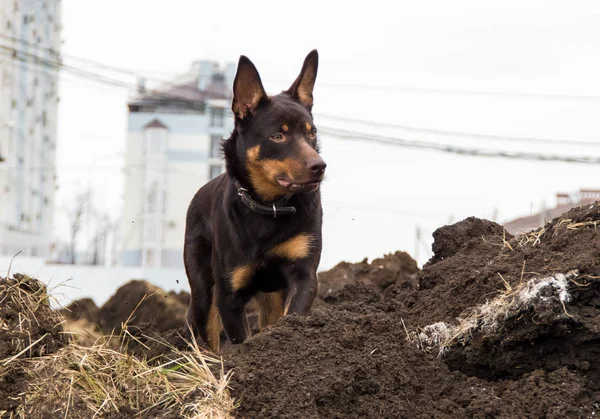 Een Jonge Hond Van Het Ras Australian Kelpie Speelt Het — Stockfoto