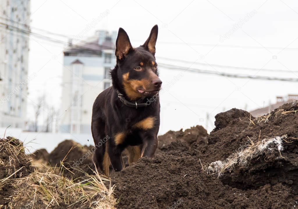 A young dog of the Australian kelpie breed plays in the grass