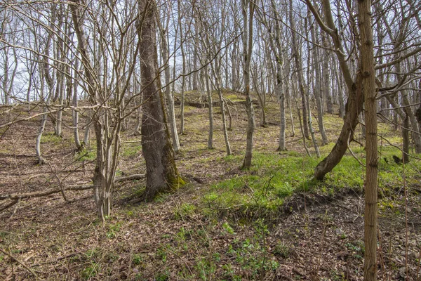 Lkbaharda Dağdaki Parkta Orman Genç Çiçekler Kuru Dallar — Stok fotoğraf