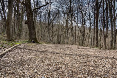 İlkbaharda dağdaki parkta orman, genç ot ve çiçekler, kuru dallar