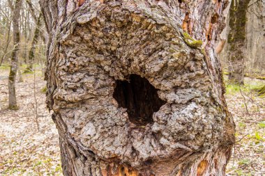İlkbaharda dağdaki parkta orman, genç ot ve çiçekler, kuru dallar