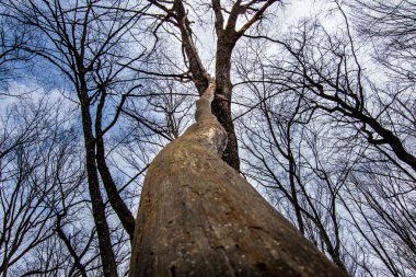 İlkbaharda dağdaki parkta orman, genç ot ve çiçekler, kuru dallar