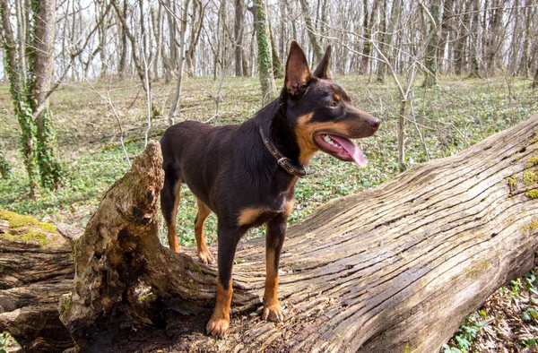 Ung Hund Den Australiska Kelpie Rasen Spelar Skogen — Stockfoto