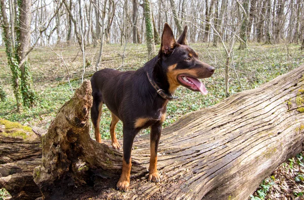 Egy Fiatal Kutya Ausztrál Kelpie Fajta Játszik Erdőben — Stock Fotó