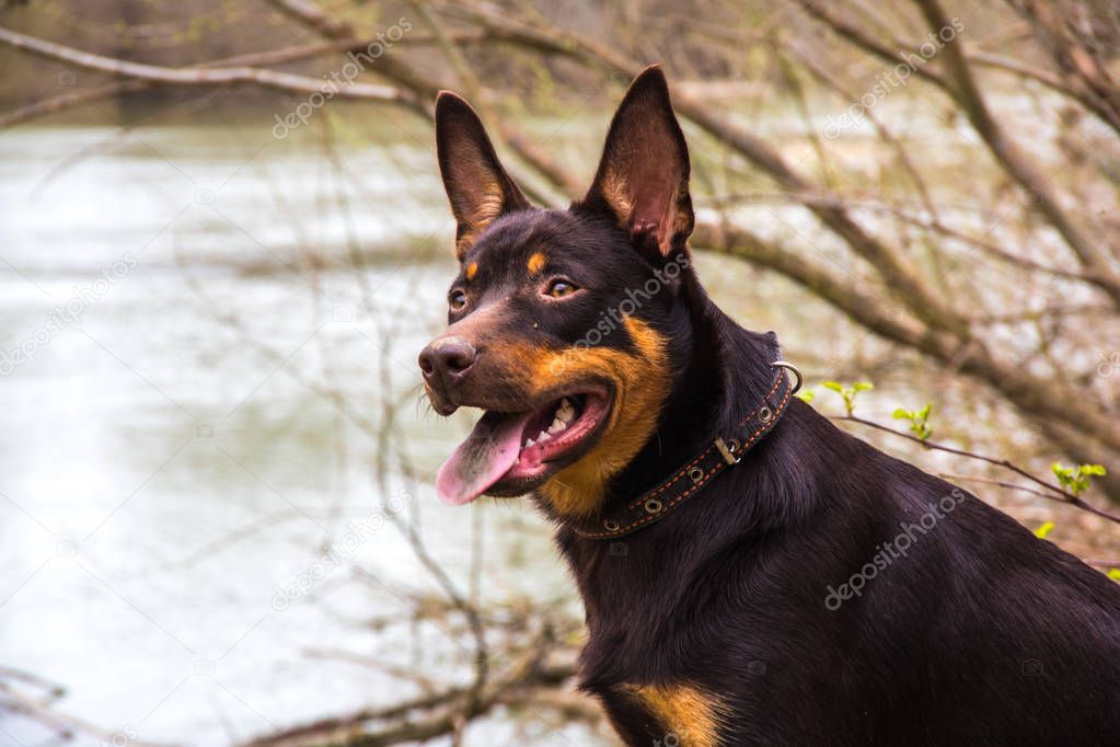 A young dog of the Australian kelpie breed plays in the forest
