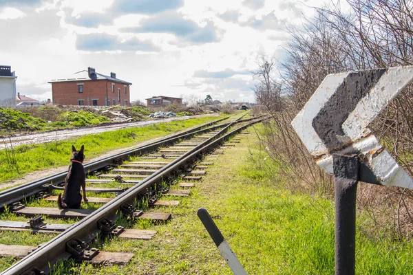 Ancien Chemin Fer Est Rouillé Beaucoup Herbe Printemps Fourchette — Photo