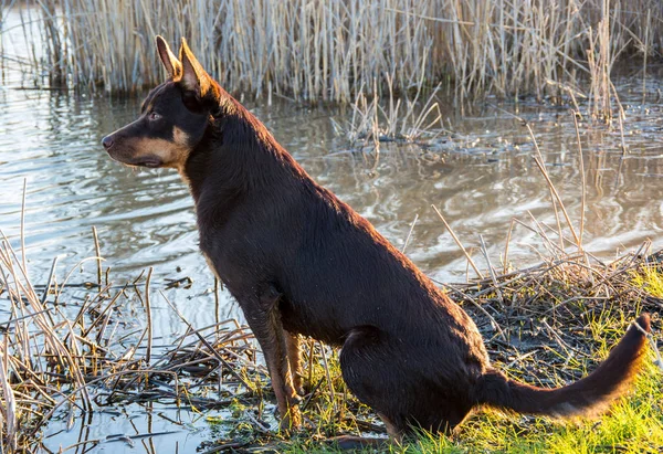 Mladý Australský Kelpie Pes Hraje Řeky — Stock fotografie