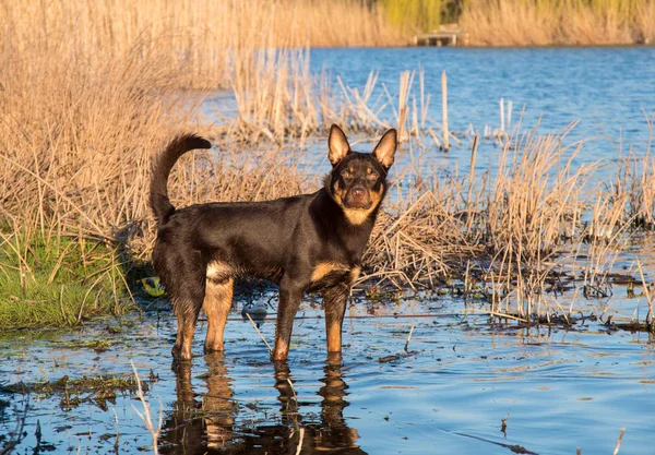 Mladý Australský Kelpie Pes Hraje Řeky — Stock fotografie