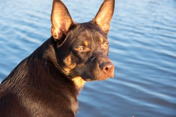 川の横に若いオーストラリアン ケルピー犬を果たしています — ストック写真