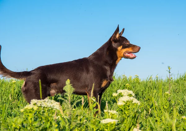 Australian Kelpie Razza Cane Giocare Nell Erba Nuotare Nel Fiume — Foto Stock