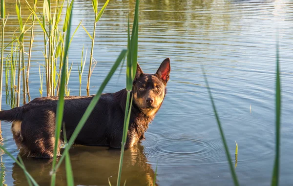 Psa Plemene Australská Kelpie Hraje Trávě Koupání Řece — Stock fotografie