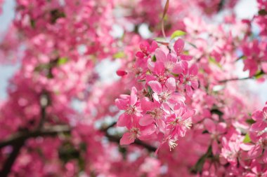 Pembe kiraz çiçeği. 