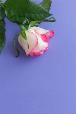 Pembe Gül çiçek closeup Lila zemin üzerine