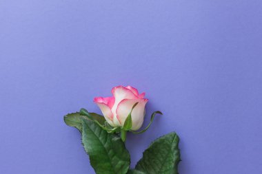 Parlak Lila zemin üzerine pembe Gül çiçek