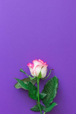 Mor bir arka plan üzerinde pembe Gül çiçek
