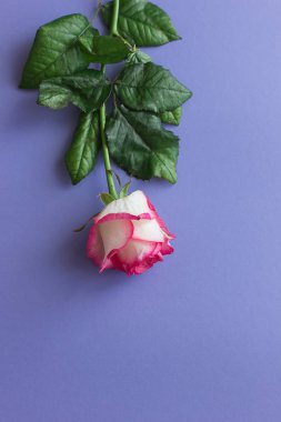 Parlak Lila zemin üzerine pembe Gül
