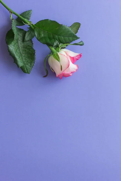 Parlak Lila arka plan üstten görünüm üzerinde pembe Gül çiçek.