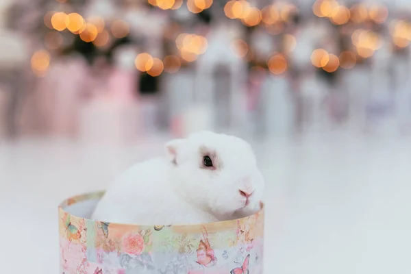 白兔坐在礼品盒里 — 图库照片