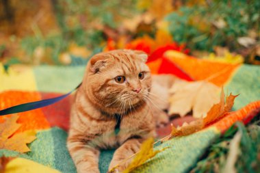 İskoç soyundan ya da yürüyüşe çıkmış kızıl bir kedi.