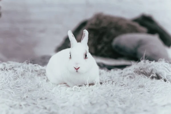 Biały królik siedzi w pokoju na łóżku. — Zdjęcie stockowe