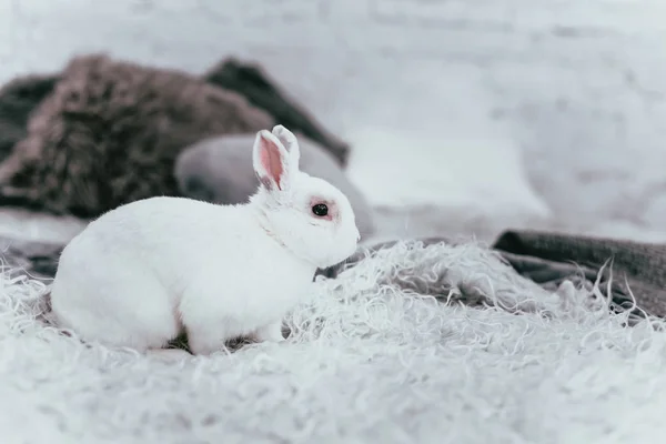 Fehér nyúl ül egy szobában az ágyon. — Stock Fotó