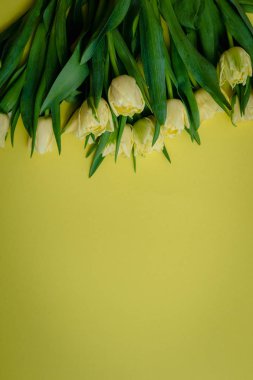 Sarı bir arka plan Sarı laleler