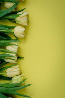 Sarı bir arka plan Sarı laleler