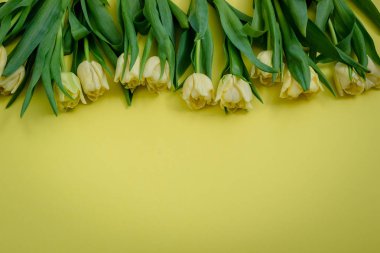 Sarı bir arka plan Sarı laleler