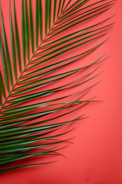 kırmızı bir arka plan üzerinde bir palmiye ağacının dalını