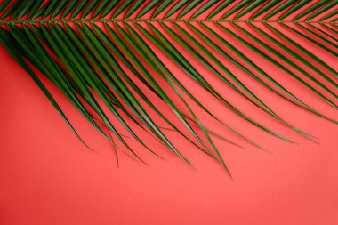 kırmızı bir arka plan üzerinde bir palmiye ağacının dalını