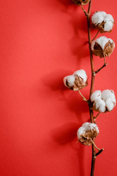 a branch of cotton on a red background