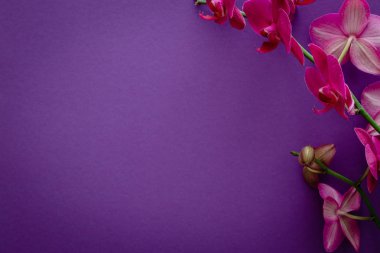 Menekşe arka plan üzerinde orkide çiçek