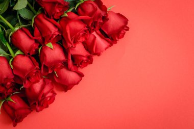 kırmızı bir arka plan üzerinde kırmızı gül