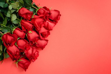 kırmızı bir arka plan üzerinde kırmızı gül