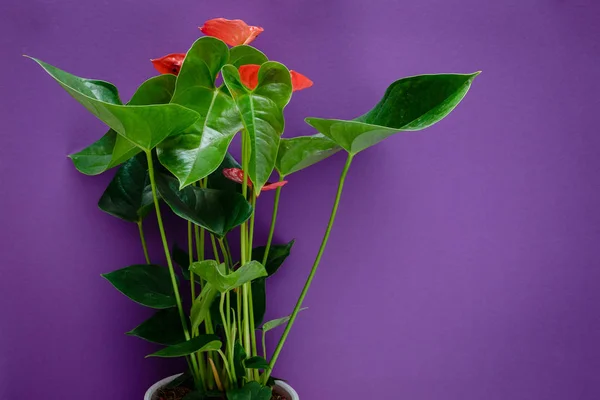 Anthurium çiçek mor bir arka plan üzerinde