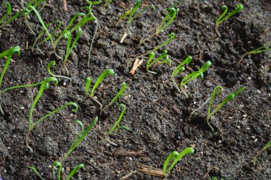 Topraktan dışarı büyüyen yeşil grup lahanası