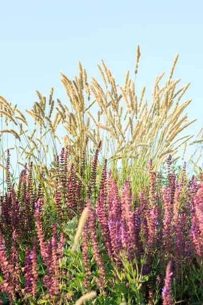 Heliotrop Ridge vildblommor. Under augusti på sluttningarna av Mt. Baker, Washington månad, kommit blommor ut med full kraft. Lupin, Indian Paintbrush och gula astrar ses här. — Stockfoto