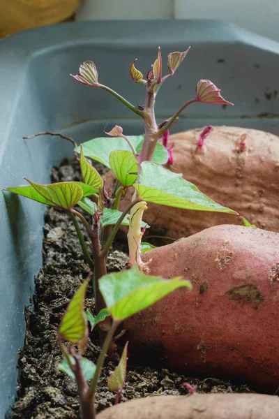 Sweet Potato New Shoots Starting Grow Ready Plant — Stock Photo, Image