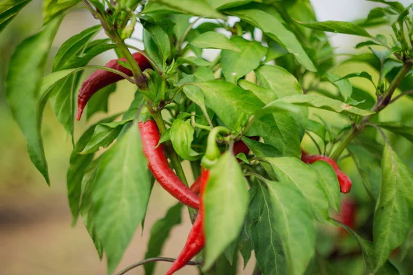 hot chili peppers growing in a garden, close-up