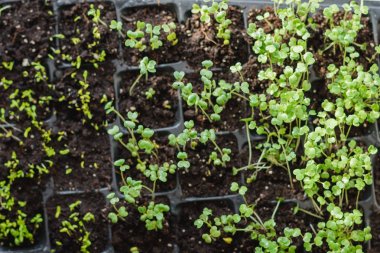 Fidan. Ekimi zemin kapalı sera. Dünya'dan yaprakları ile yeni filizi. Superfood ve temiz yemek kavramı,